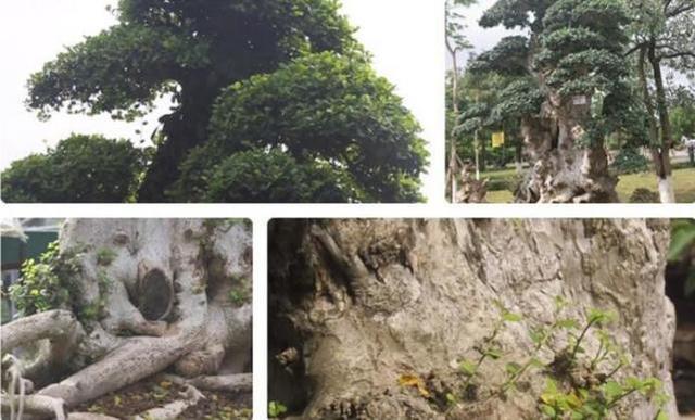 在线旅游|男子有棵数百年的古树卖了207万，此前有人曾出价177万没卖