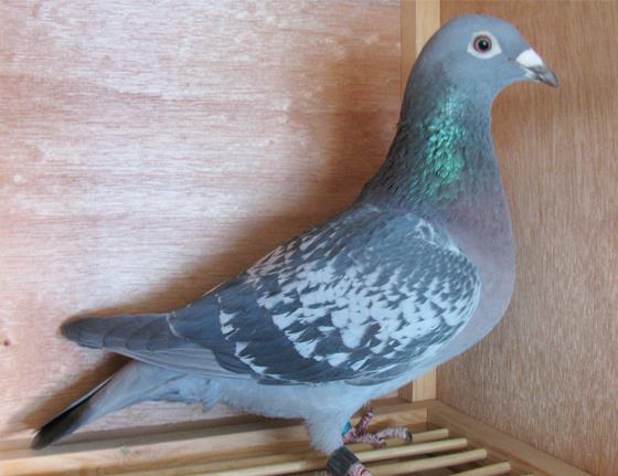 这几类迟归鸽同样可用