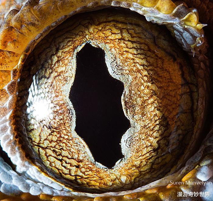骆驼|28张你没见过的动物眼睛特写照，涨姿势了！