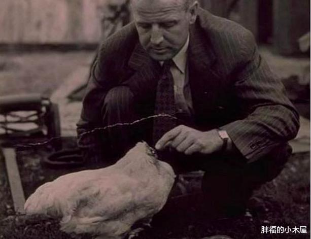 「」无头也能活？被砍了头，它却活蹦乱跳18个月才死去