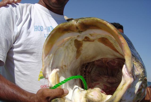 水库|你觉得鲈鱼能长多大？这种鲈鱼重量达到400斤，钓鱼人蜂拥而至！