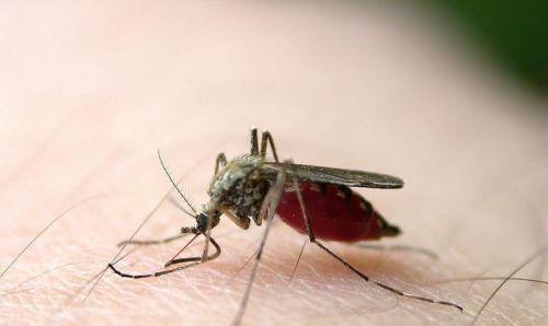 蚊子|为什么蚊子冒着生命危险,就是为了吸一口血?值得吗?