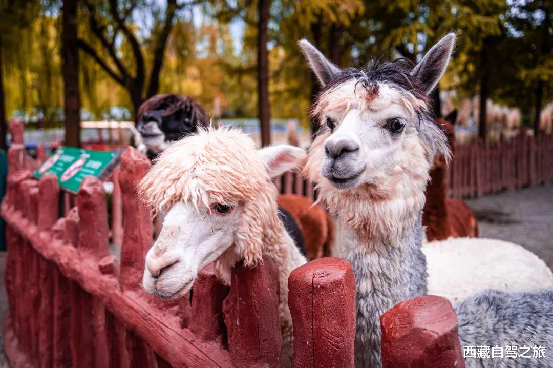 衡山|我国必去的这100个AAAAA景区,截止2020年你去了多少个!?