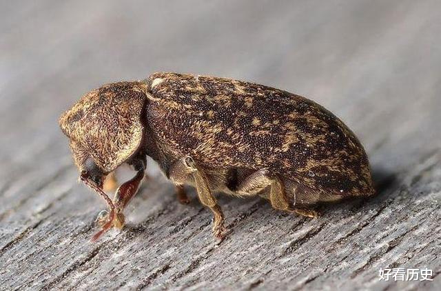 猫头鹰：古人告诉你，这些不祥之兆，代表着死亡临近