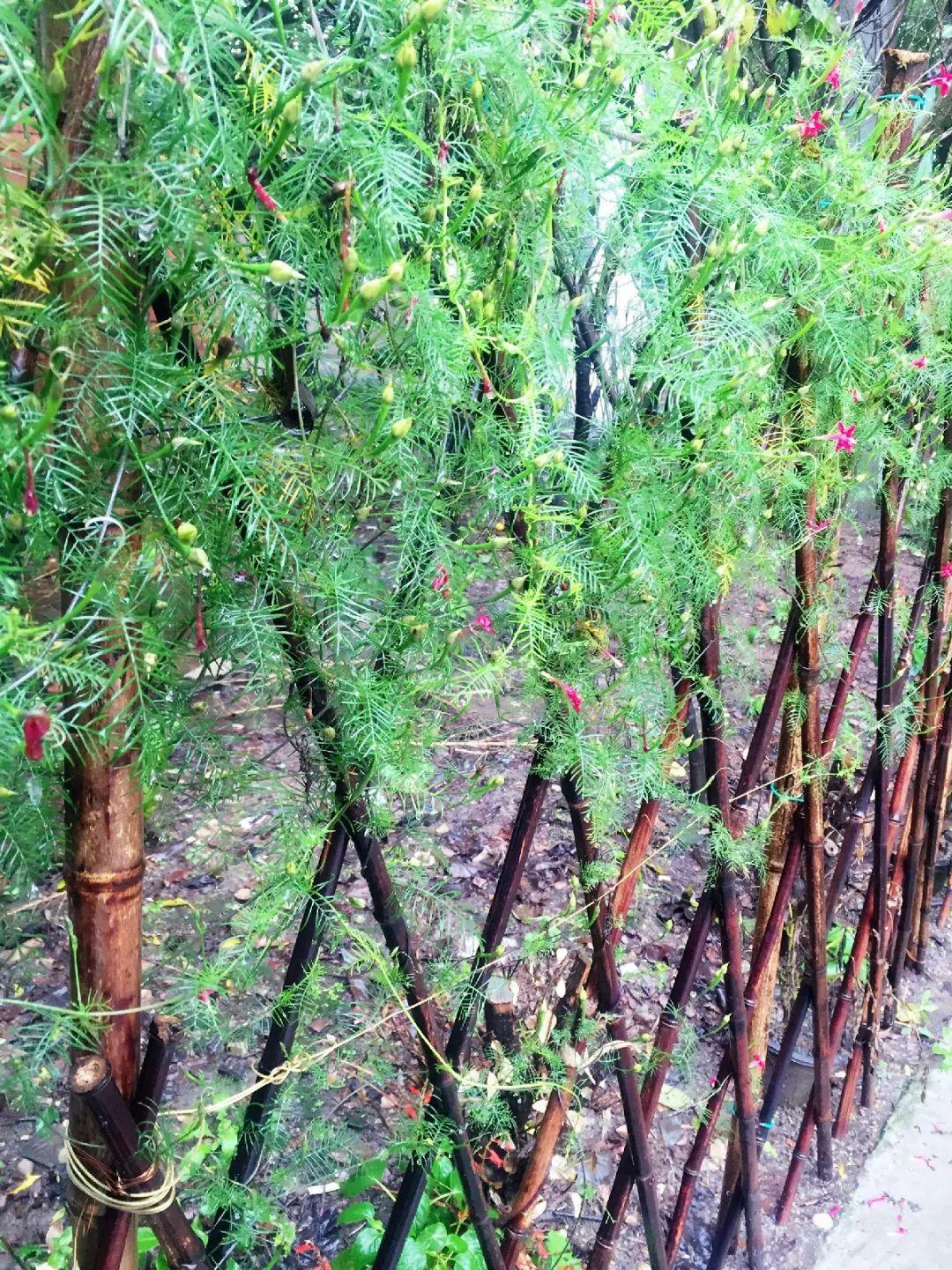 爬山虎|救命！入侵植物爬进院子，三年都杀不完！