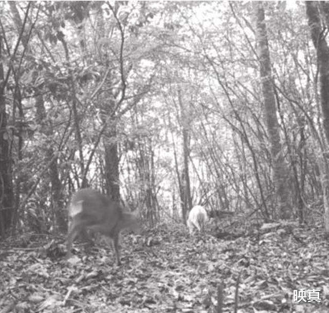 神农架|“白化”小麂现身!神农架为何频繁出现白化动物,专家给出推测