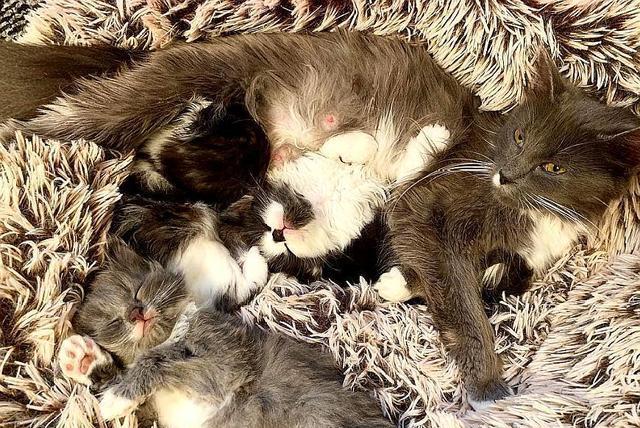 家中闯入4只猫，竟都得了猫艾滋，女孩接替去世猫妈妈照顾3只小猫