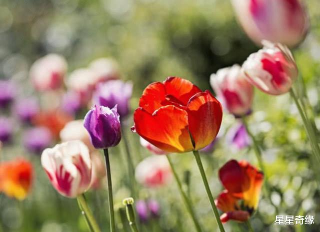 『金牛座』6月下旬顺利发现商机,7月财源滚滚,8月富贵多金的3星座