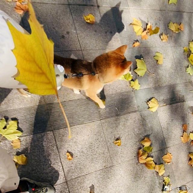 「王珞丹」王珞丹后悔养瓢哥,询问这货能退吗?何炅大呼心疼她三秒,节目组:概不售后!