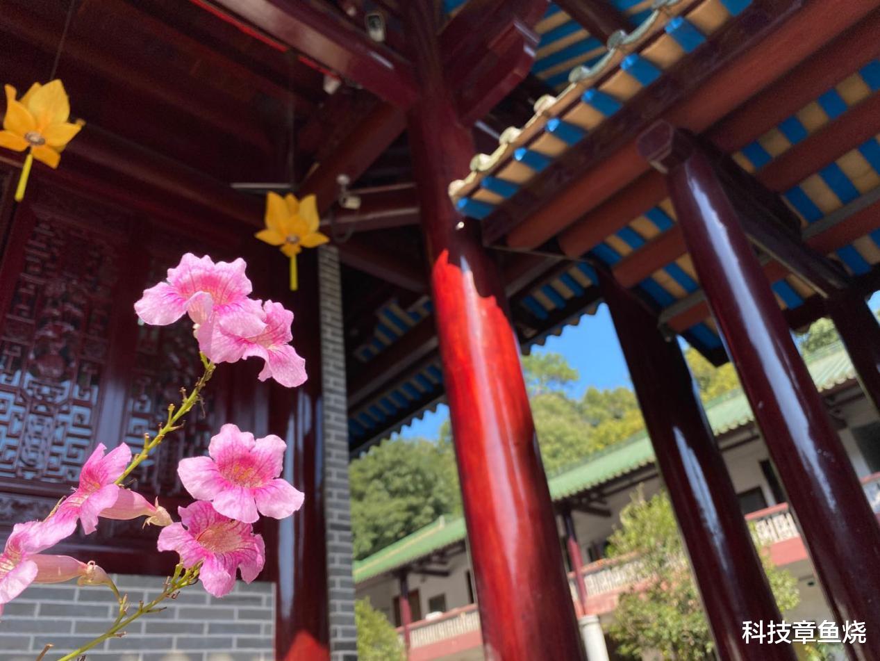 中兴|前后皆好拍，中兴Axon 20拍照使用谈