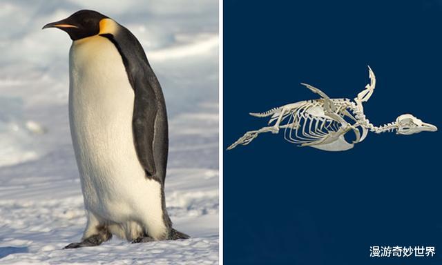 动物冷知识：螳螂的眼睛长在腰上？22则不为人知的动物冷知识，涨姿势了！