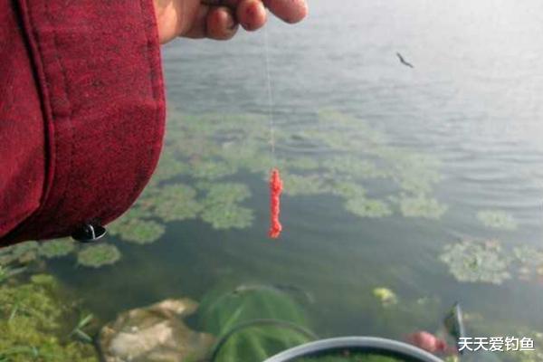 鲫鱼|民间野钓大鲫鱼绝招：解析蘸饵钓法，钓鱼人必学，正适合秋季使用