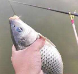 饵料|黑坑钓鱼如何不被坑，掌握这3点，就够了——盛世三渔