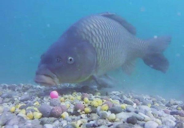 饵料|这三个特征点,就注定了钓大鱼,除了钓钝没有更好的选择