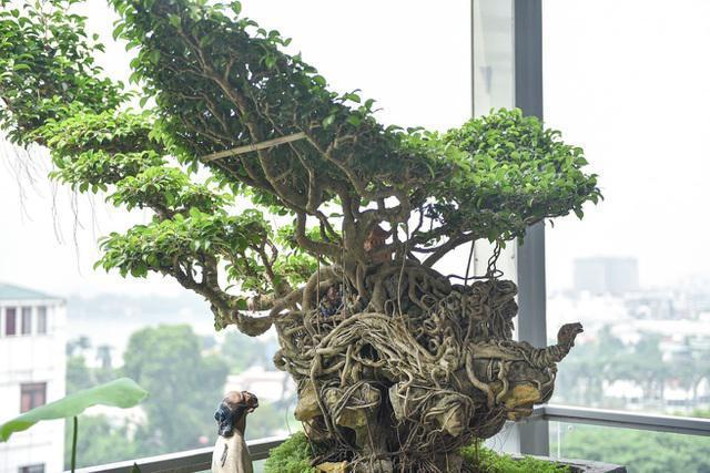 睹图|男子有棵树根像乌龟的古树盆景，有人出87万不卖称价格会更高