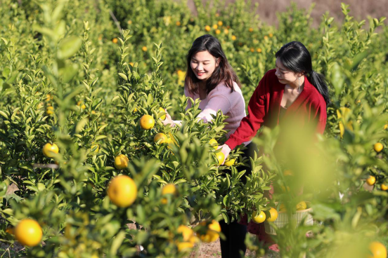 百姓生活湖南 衡阳市珠晖区：橘柚熟了 游客来了 果农笑了