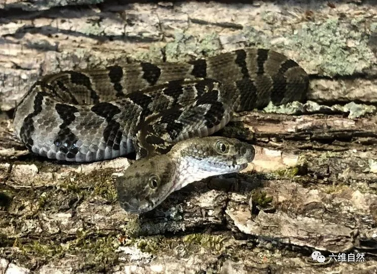 「响尾蛇」新泽西州发现一条变异响尾蛇,两蛇头四蛇眼,两蛇头会听哪一个?
