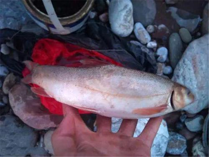 |我国“最惨”的鱼,因味道太好被吃到濒危,价格飙升至180元一斤