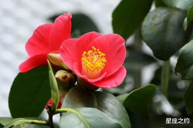 天蝎座|一旦动了真心，就只会宠爱你一人的三大星座