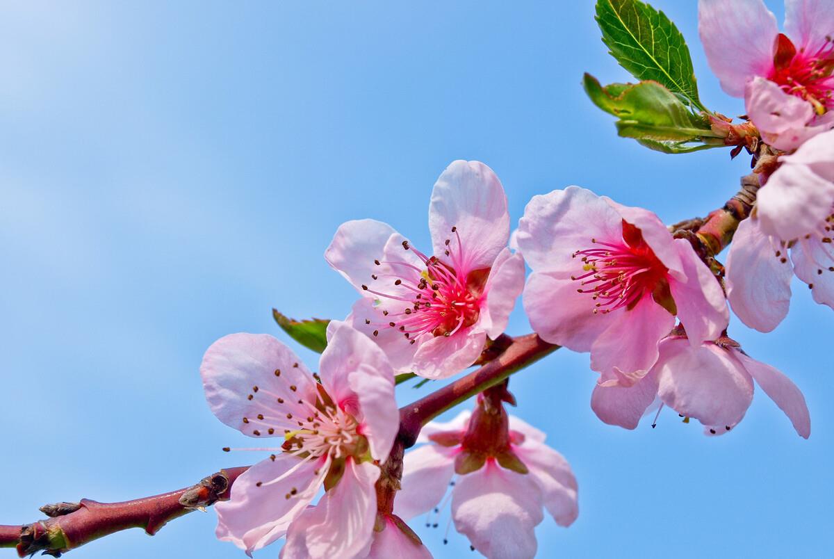 生肖|12生肖8月桃花运播报:异性缘超好的三个生肖,主动抓住幸福吧!