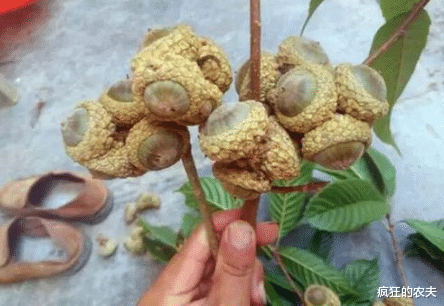 |3年结1次果，过去掉一地没人要，如今因长相奇特走红，1斤卖25元