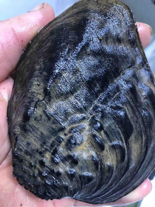 医生|这菜医生从不吃，很多人还傻傻当成美食，懂的人避之不及