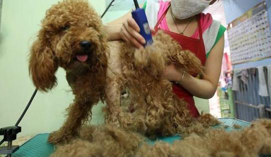 泰迪犬|照着这六个步骤走,自己也能帮“泰迪”美容,不花冤枉钱