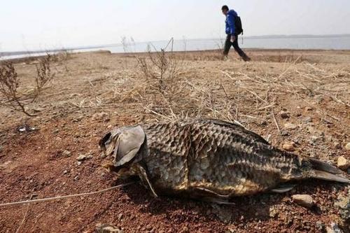 |世界上最强的“僵尸鱼”，晒成鱼干4年不死，入水3秒后立马复活