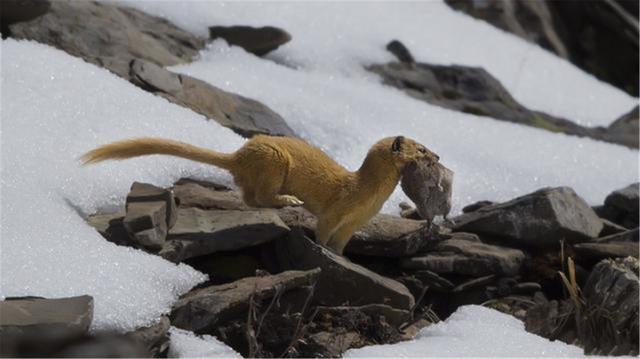 核聚变|为何老一辈人说黄鼠狼不可以杀？科学研究表明，原来真的不能杀