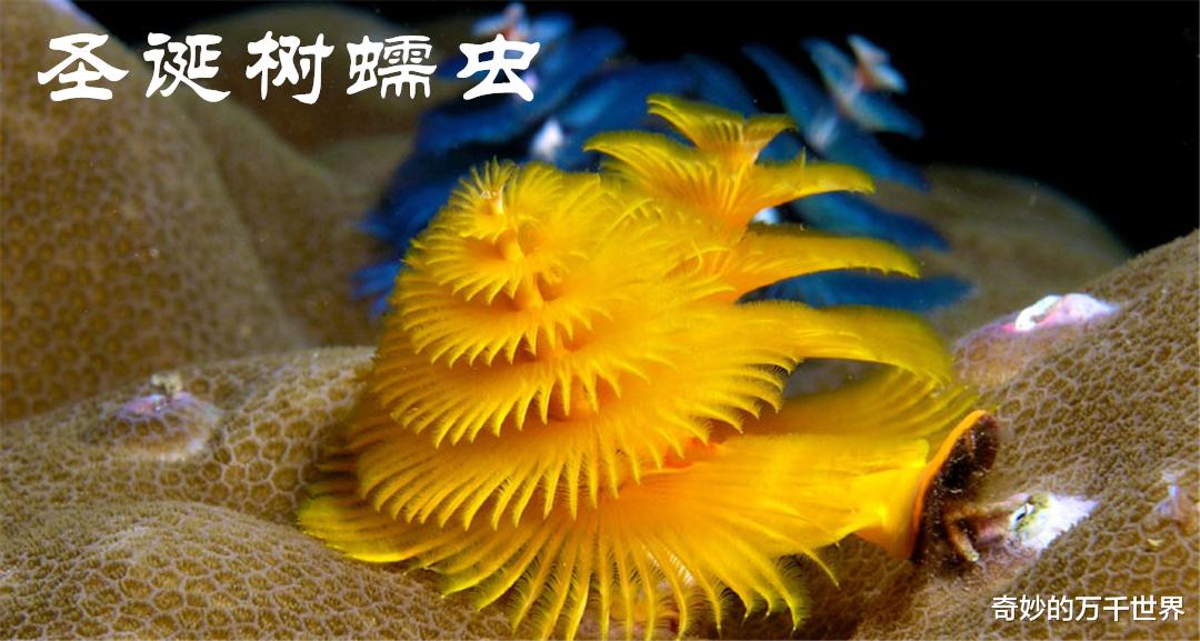 深海蠕虫多奇葩,扁形虫最鲜艳漂亮