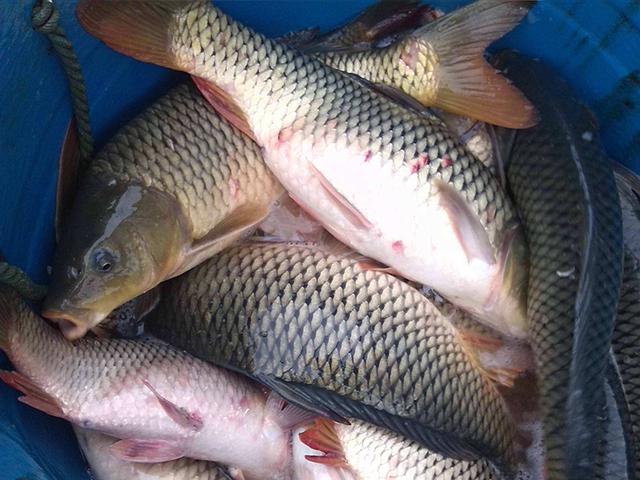 ##黑坑钓鱼不用药，等于胡闹！既然这么喜欢，自制小药配方送你