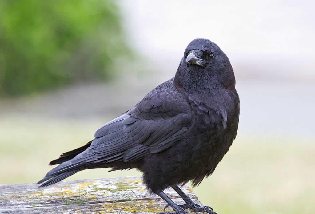 #乌鸦#坚持40万年!终于打破生殖隔离!这些乌鸦用行动证明达尔文错了!