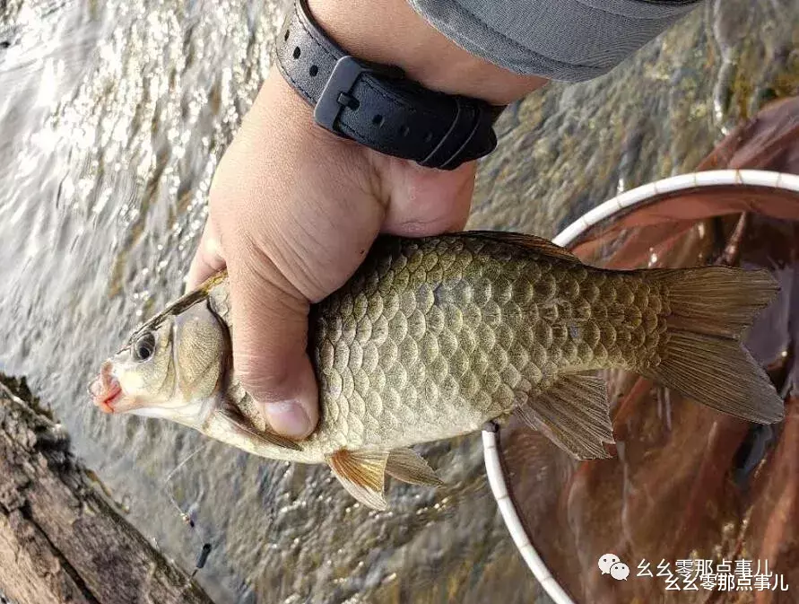 『大板』虾肉做饵狂拉大板鲫！北京钓鱼人的野钓天堂：怀柔喇叭沟门！