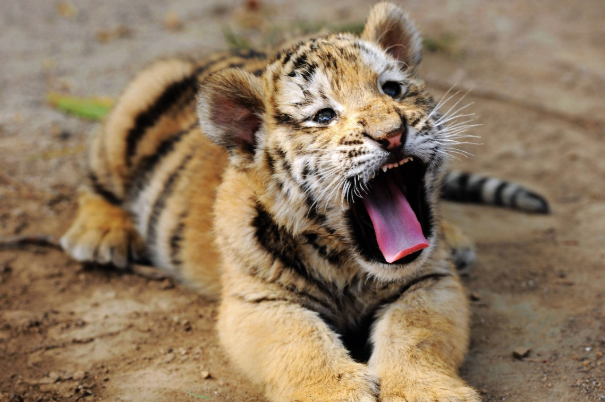 吉星|寅虎人：今明2天会有“痛哭流涕”的大事降临，佛说一切都是天意