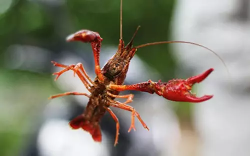 [鲫鱼]钓鱼玩的多了，何不试试钓龙虾？