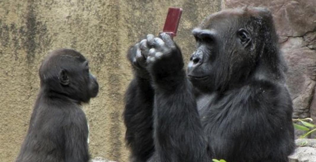 『猩猩』人类不会一直统治地球？下一任统治者已出现，它们向人类发起挑战