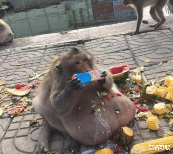 |还记得动物园的猴子吗？被游客疯狂投喂“胖成猪”，减肥后怎样了