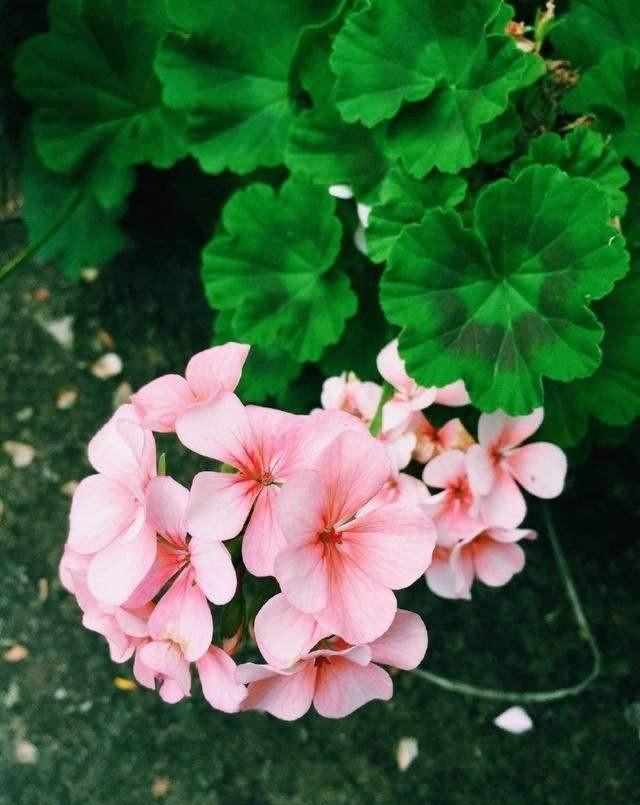 『卫健委』阿司匹林浇花有什么好处？