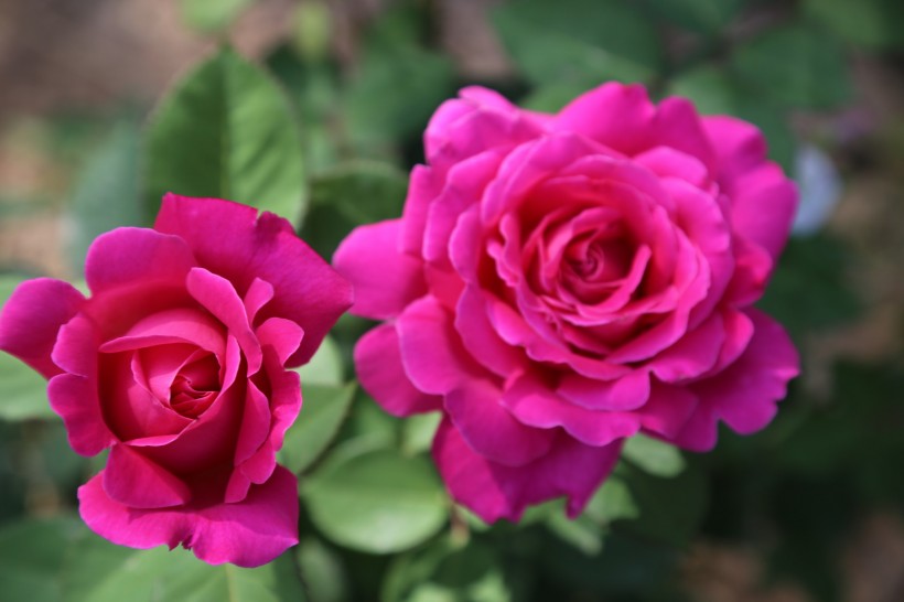 [生肖]6月末，异性缘变旺，将邂逅如意郎君，与对方永结连理的4大生肖