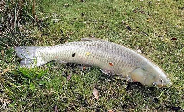 |单钩通线这样调漂，漂动就起竿，中钩必大鱼