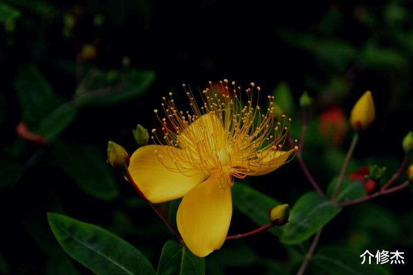 生肖▲7月开始，这4生肖桃花运势大旺，好姻缘到来，注定要脱单