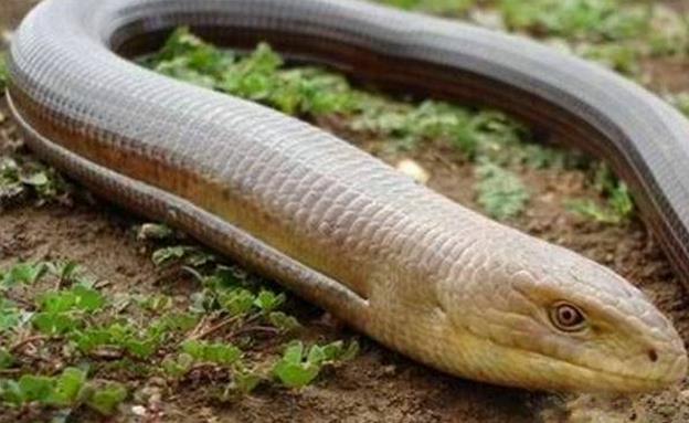 []世界上“唯一”和蛇长得如出一辙, 却不是蛇, 现已濒临灭绝