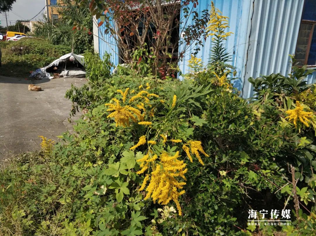 海宁日报|“繁殖这么快，有点吓人”，市民发现海宁这里一大片...急了