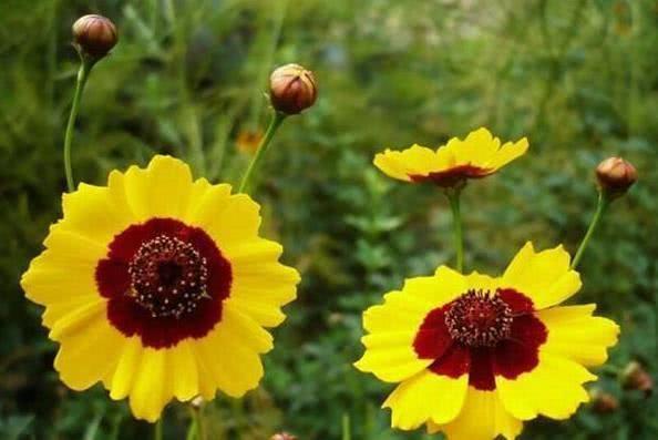 运势|10月开始，金银堆成山，财库丰隆，一帆风顺的4大生肖