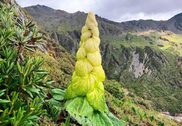 川藏公路|为何生长在川藏线的“玉米”不能碰？网友：碰了就别想走了