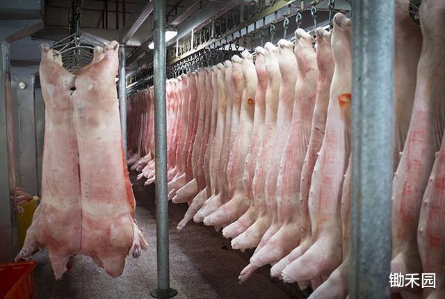 『生猪价格』猪价下跌，5月猪价会止跌上涨吗？还敢压栏吗？5月卖猪有5理由