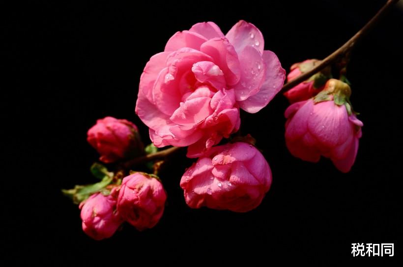 「生肖」6月17号，有好运出现的生肖，事业旺，繁花似锦，一直顺到月底