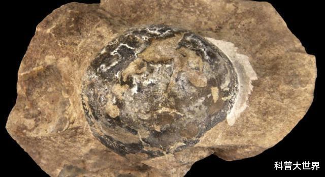 恐龙蛋@智利科学家在南极洲发现沧龙卵，重达13斤，比鸵鸟蛋大4倍多