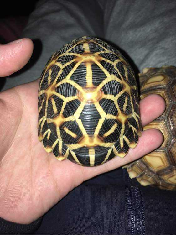 菩提|盘点一下文玩界的8大怪咖！你知道几个？