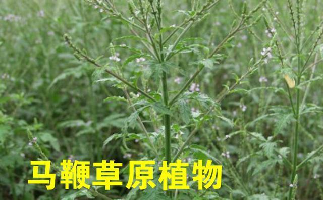 马鞭草|马鞭草全身都是宝,促进新陈代谢和清热解毒,看看你是否适合饮用